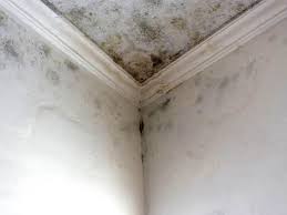 Best Mold Odor Removal Services  in Clay City, IN