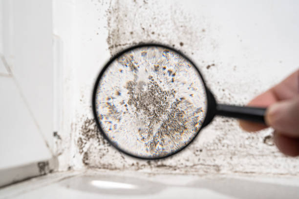 Why You Should Choose Our Mold Remediation Services in Clay City, IN